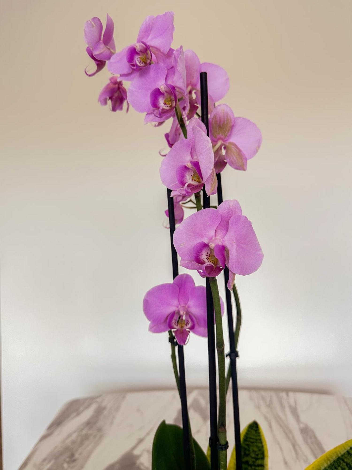 Marco de Canavezes Flora Guest House מראה חיצוני תמונה